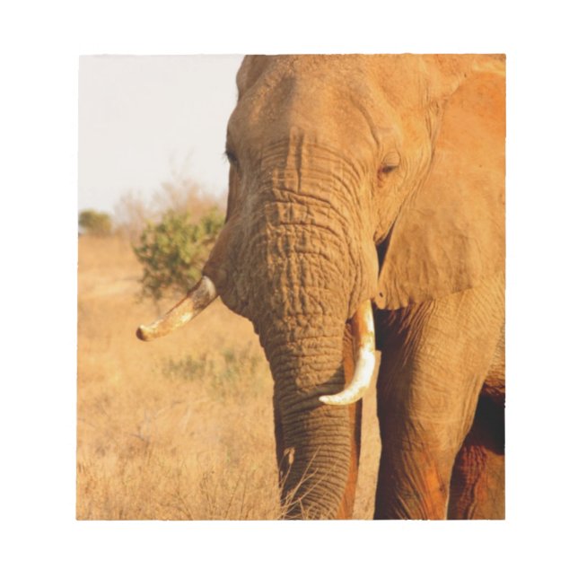 Elephants Notepad (Front)