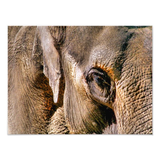 ELEPHANTS PHOTO PRINT (Front)