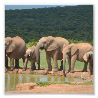 Elephants Photo Print