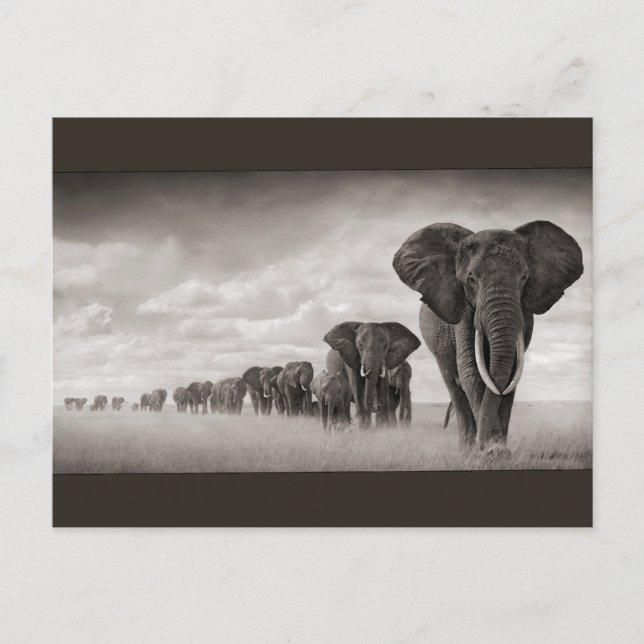 Elephants Postcard (Front)