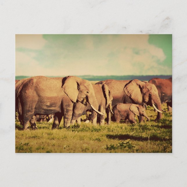 Elephants postcard (Front)