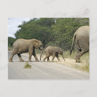 Elephants Postcard