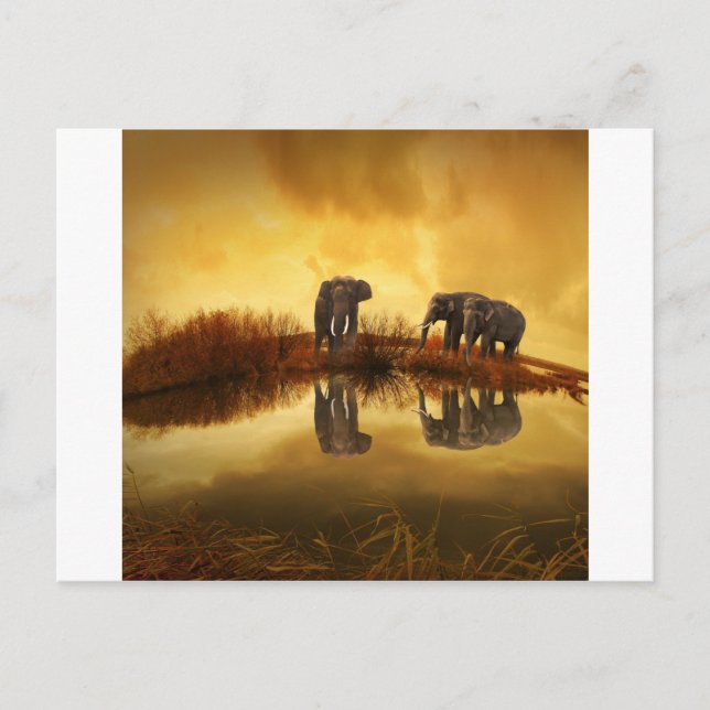Elephants Postcard (Front)