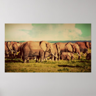 Elephants poster
