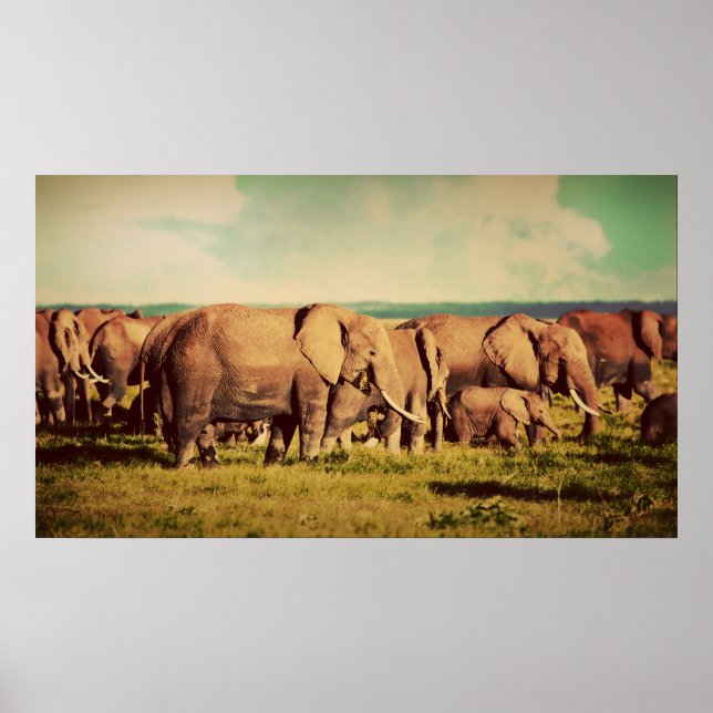 Elephants poster (Front)