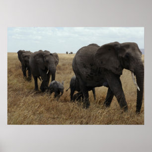 Elephants Poster