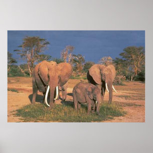 Elephants Poster