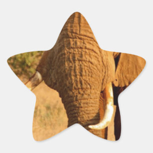 Elephants Star Sticker