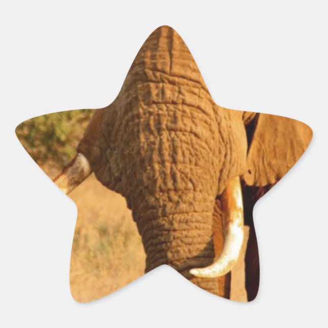 Elephants Star Sticker (Front)