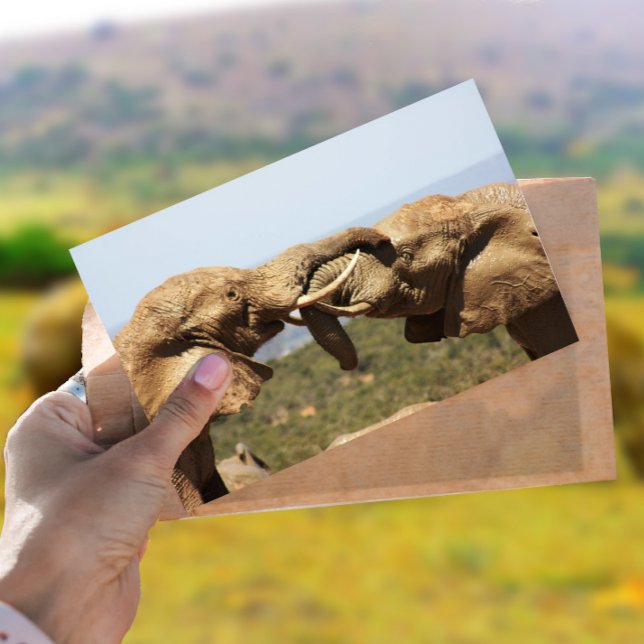 Elephants Tussling Postcard (Creator Uploaded)