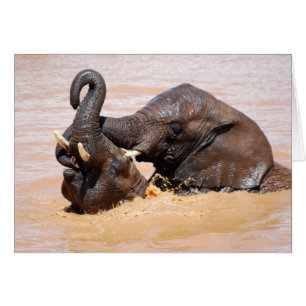 Elephants water world