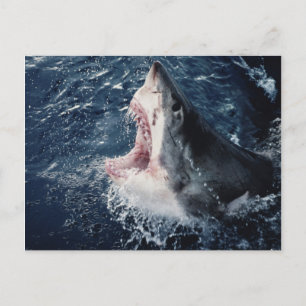 Elevated Shark mouth open Postcard
