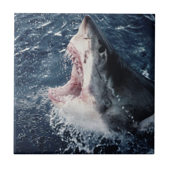 Elevated Shark mouth open Tile (Front)
