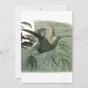 Elf Fairies Elves Moon Night Scene Bird Flying  Invitation