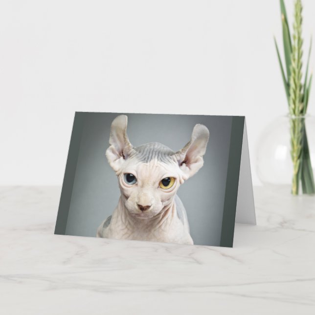 Elf Sphinx Cat Photograph Card (Front)
