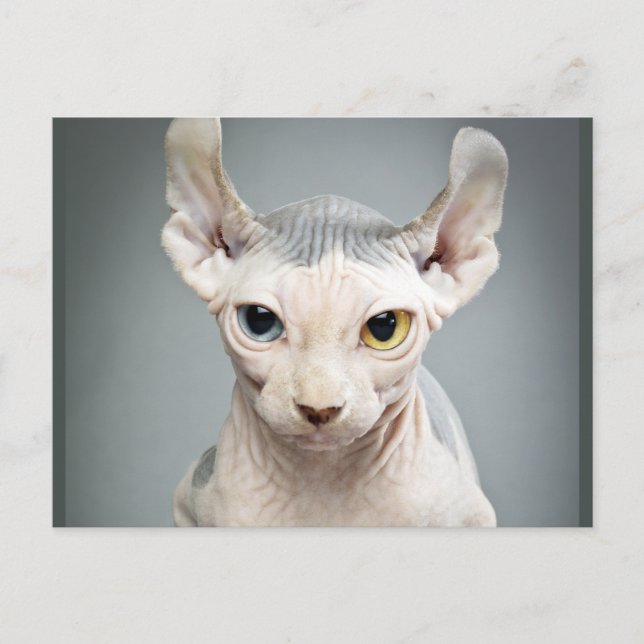 Elf Sphinx Cat Photograph Postcard (Front)