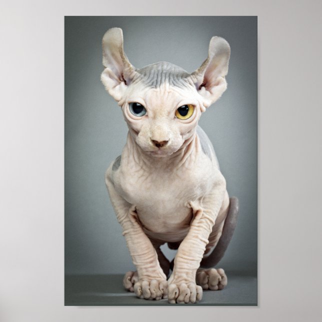 Elf Sphinx Cat Photograph Poster (Front)