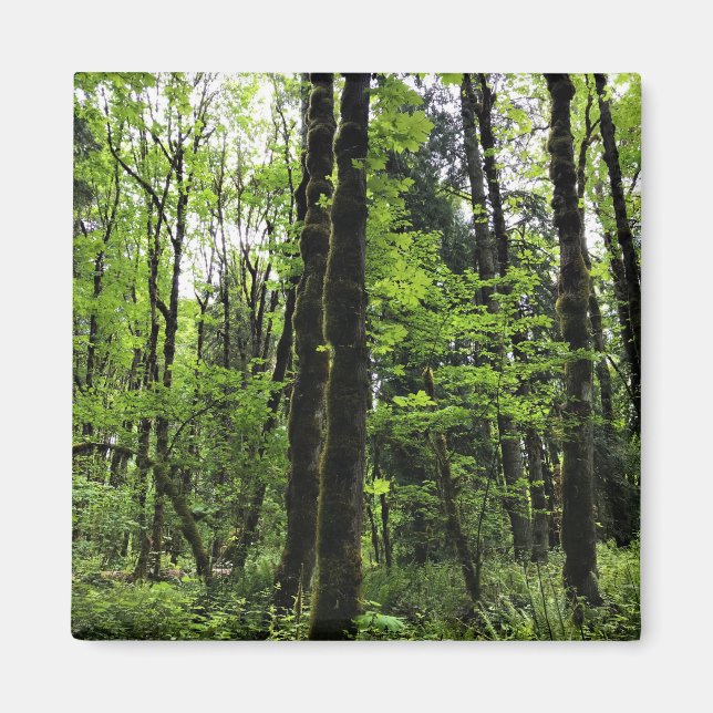 Elijah Bristow State Park, Dexter, Oregon Magnet (Front)