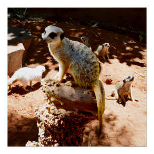 Eliza Queen Of The Meerkats, Poster