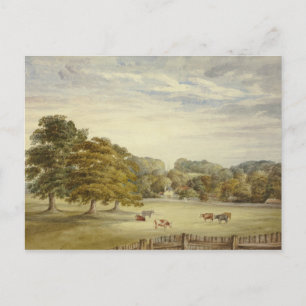 Elizabeth Murray - Six Cows Grazing before Country Postcard