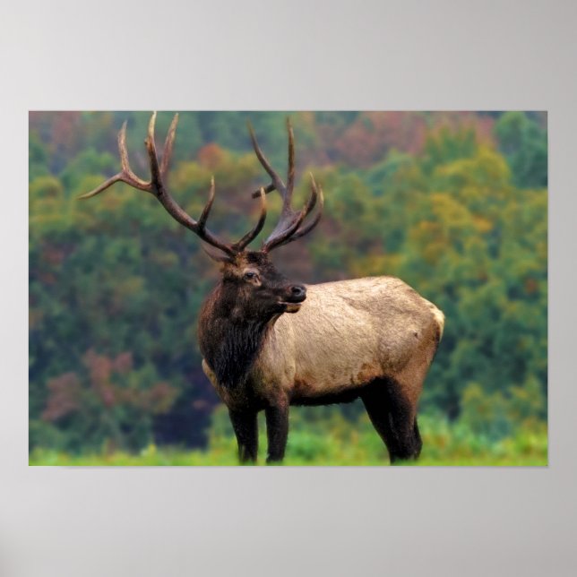 Elk 19x13 Poster (Front)