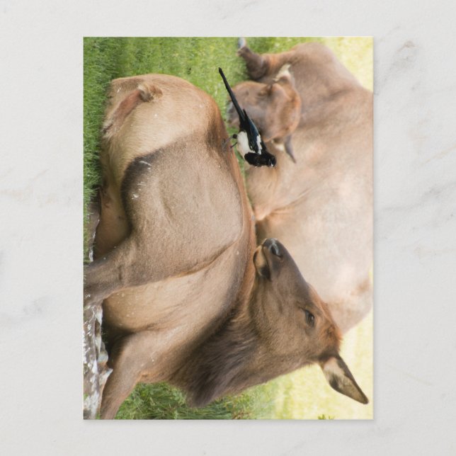 Elk and Bird Postcard (Front)