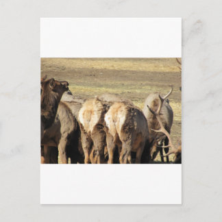 Elk Booty Postcard
