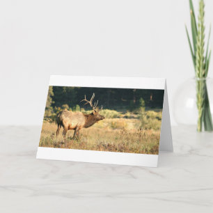 Elk Buck Card