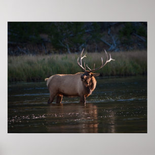 Elk Bugling Poster