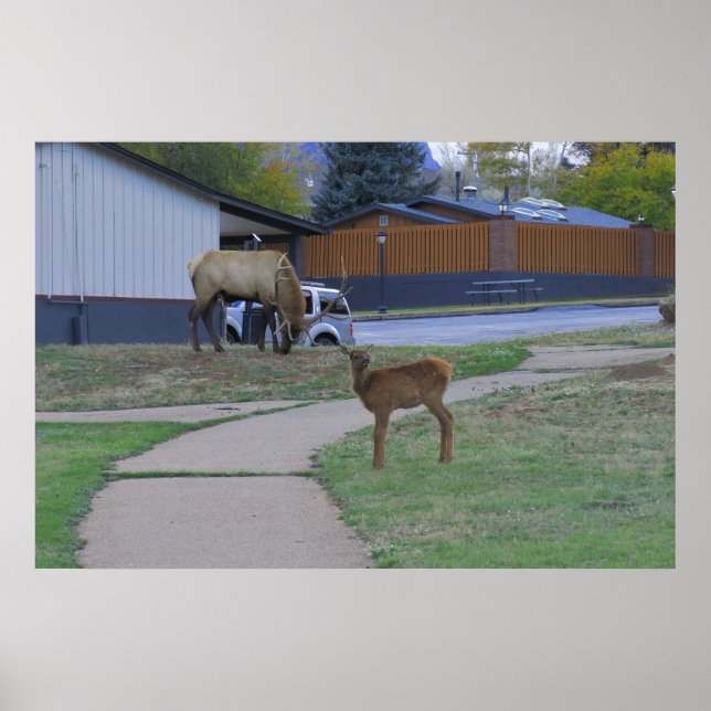 Elk Bull and Calf Poster (Front)