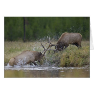 Elk Bulls fighting, Yellowstone NP, Wyoming