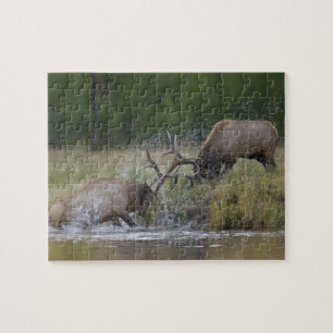 Elk Bulls fighting, Yellowstone NP, Wyoming Jigsaw Puzzle