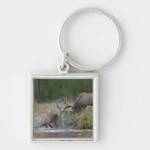 Elk Bulls fighting, Yellowstone NP, Wyoming Key Ring