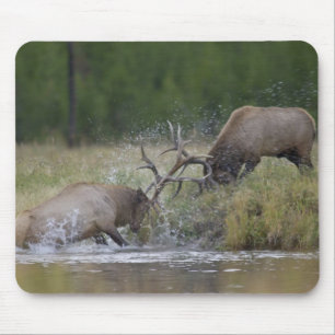 Elk Bulls fighting, Yellowstone NP, Wyoming Mouse Pad