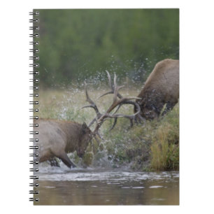 Elk Bulls fighting, Yellowstone NP, Wyoming Notebook
