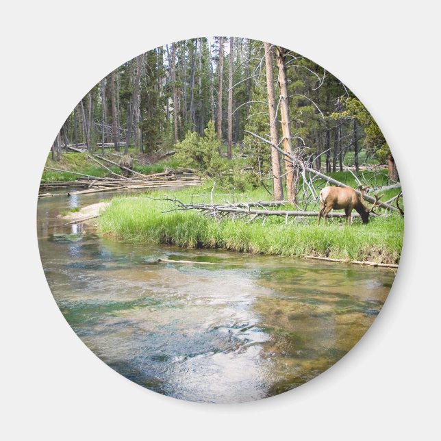 Elk by River Magnet (Front)