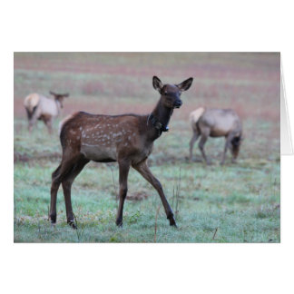 Elk Calf
