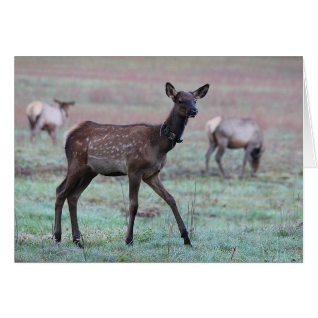 Elk Calf (Front Horizontal)