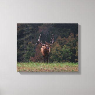 Elk Canvas Print