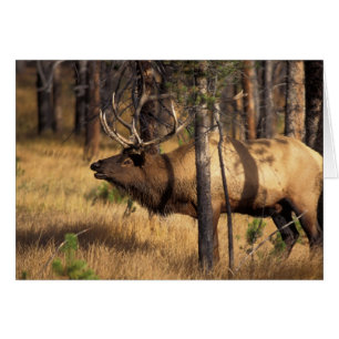 elk, Cervus elaphus, bull bugles in a burnt out