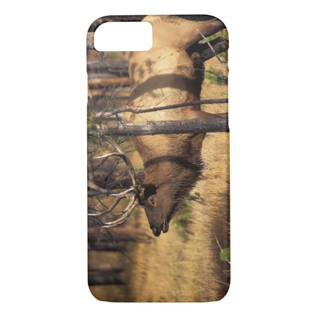elk, Cervus elaphus, bull bugles in a burnt out Case-Mate iPhone Case (Back)