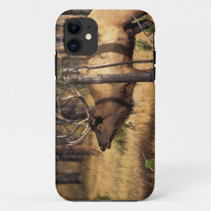 elk, Cervus elaphus, bull bugles in a burnt out iPhone 11 Case