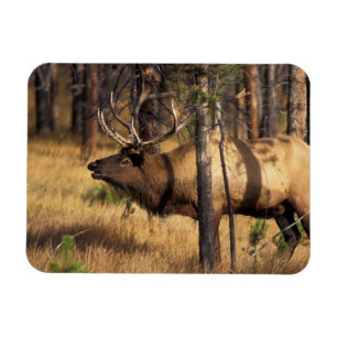 elk, Cervus elaphus, bull bugles in a burnt out Magnet