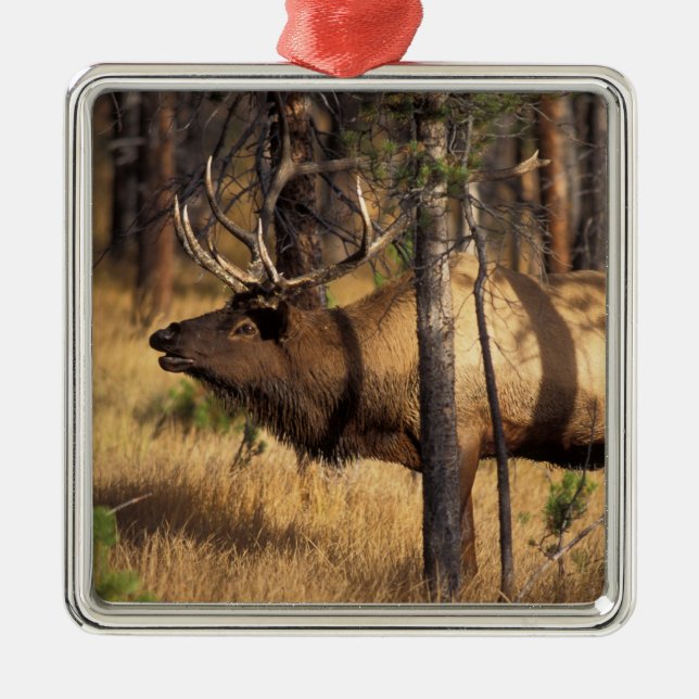elk, Cervus elaphus, bull bugles in a burnt out Metal Ornament (Front)