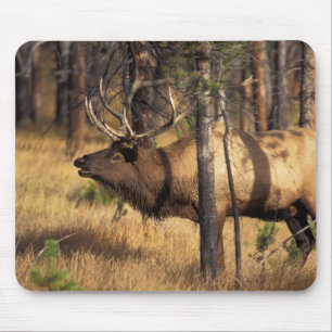 elk, Cervus elaphus, bull bugles in a burnt out Mouse Pad