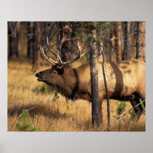 elk, Cervus elaphus, bull bugles in a burnt out Poster
