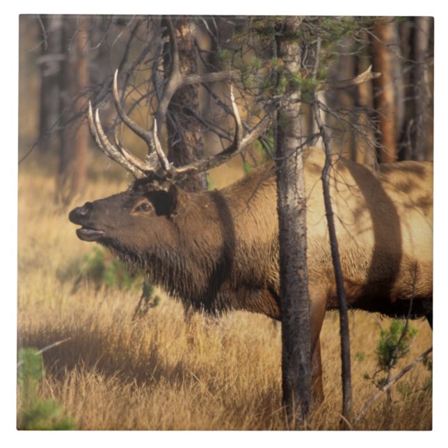 elk, Cervus elaphus, bull bugles in a burnt out Tile (Front)