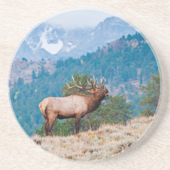 Elk (Cervus Elephus) Bull Bugling Coaster (Front)