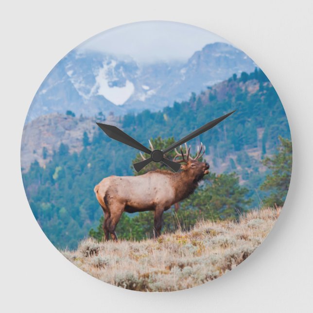 Elk (Cervus Elephus) Bull Bugling Large Clock (Front)