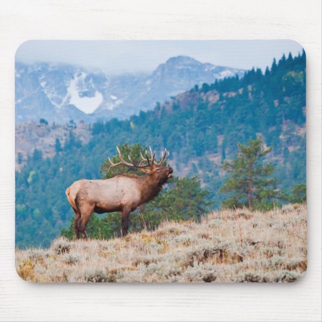 Elk (Cervus Elephus) Bull Bugling Mouse Pad (Front)